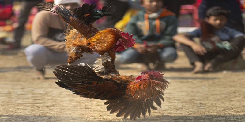 Đá gà cựa dao có lực sát thương mạnh