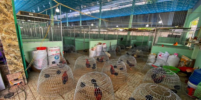 Số lượng gà nuôi tại trang trại phải lớn