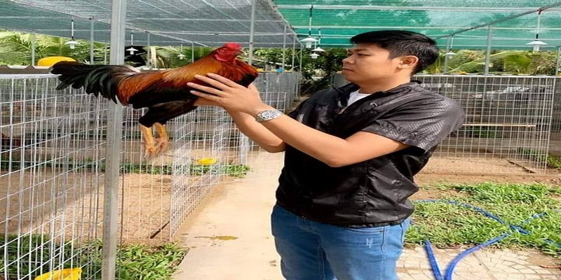 Tiêu chí lựa chọn đơn vị bán gà đá Cần Thơ uy tín