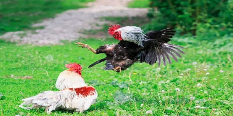 Gà đá đòn độc là gì?