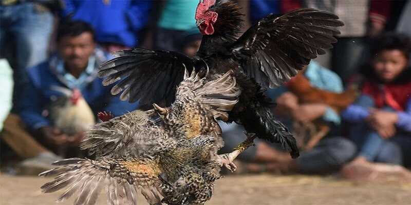 Gà chiến nhằm vào những vị trí từ địa của đối thủ để ra đòn độc