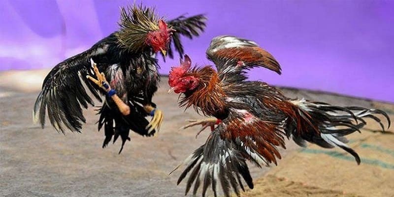 Tri ân tân binh mới tại khuyến mãi Hi88