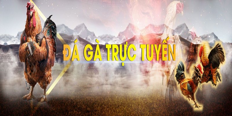 Đá gà online là sân chơi giải trí đầy thú vị